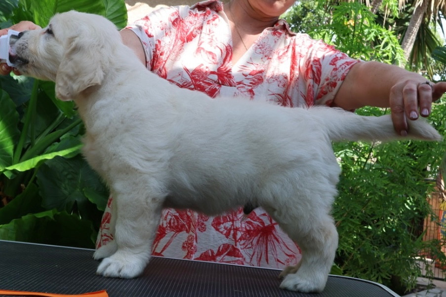 Du Clan De Soleil - Chiots disponibles - Golden Retriever