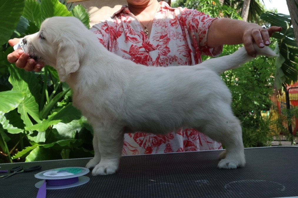 Du Clan De Soleil - Chiots disponibles - Golden Retriever