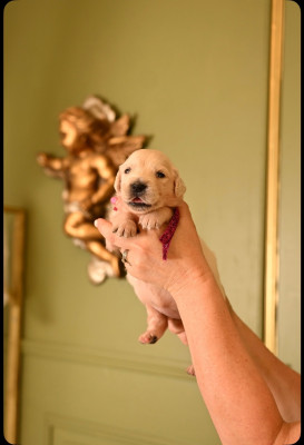 CHIOT 11