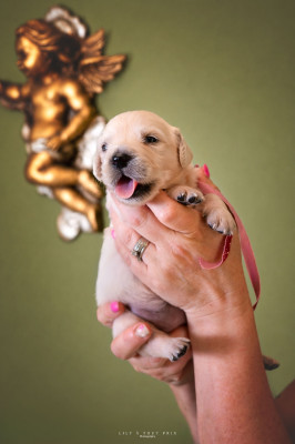 CHIOT 2