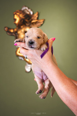 CHIOT 3