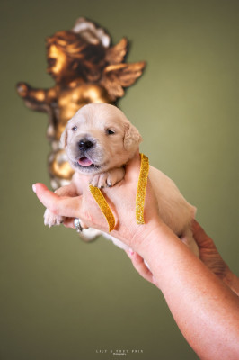 CHIOT 5