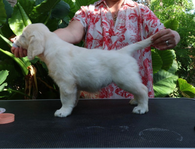 CHIOT 4