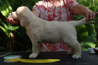 CHIOT 5